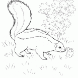 ظربان يبحث عن الطعام