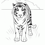 نمر في الصحراء