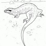 سحلية تطارد