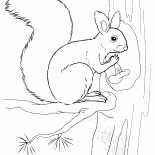 السنجاب عقد الجوز