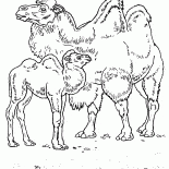 جمال في الصحراء