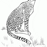 فهد يطارد