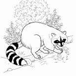 وجدت الراكون الطعام