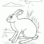 أرنب الاختباء