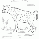 الضبع تطارد