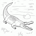 لقد حان التماسيح البرية