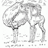 لاما في الصحراء