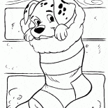 الدلماسي أحد أبناء دلماسيا